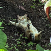 猫,転ぶ,自然,屋外,笑える