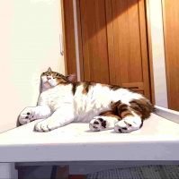 猫,三毛猫,リラックス,寝ている,室内,テーブル