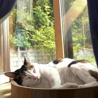 猫,日差し,昼寝,室内,窓,植物,リラックス