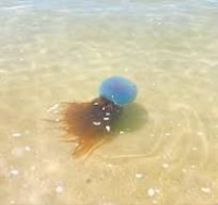クラゲ,海,浅瀬,砂浜,触手,青,自然,夏