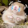 ハムスター,泣く,かわいい,動物
