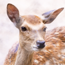 鹿,動物,シカ,野生動物,自然