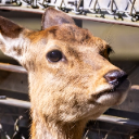 シカ,動物,アップ,野生,顔,茶色
