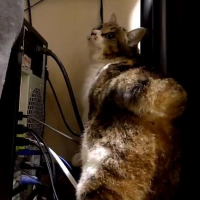 猫,ケーブル,機械,後ろ姿