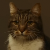 猫,動物,背景暗い,ポートレート,キジトラ