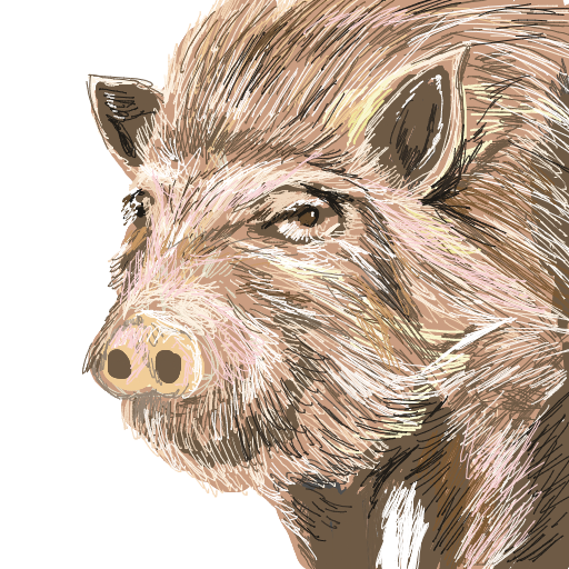 イノシシ,動物,イラスト,獣