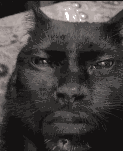 猫,人間の顔,合成,動物,不気味,白黒