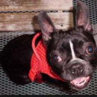 犬,黒い,赤い服,かわいい,室内