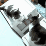 猫,じゃれあい,2匹,動物,GIF,室内