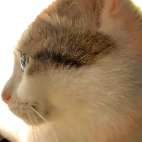 猫,動物,顔アップ,横顔,ペット