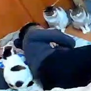 猫,ねこ,人,寝る,動物,布団