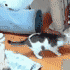 猫,転ぶ,室内,動物,GIF