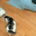 猫,こける,転ぶ,かわいい,室内,木の床